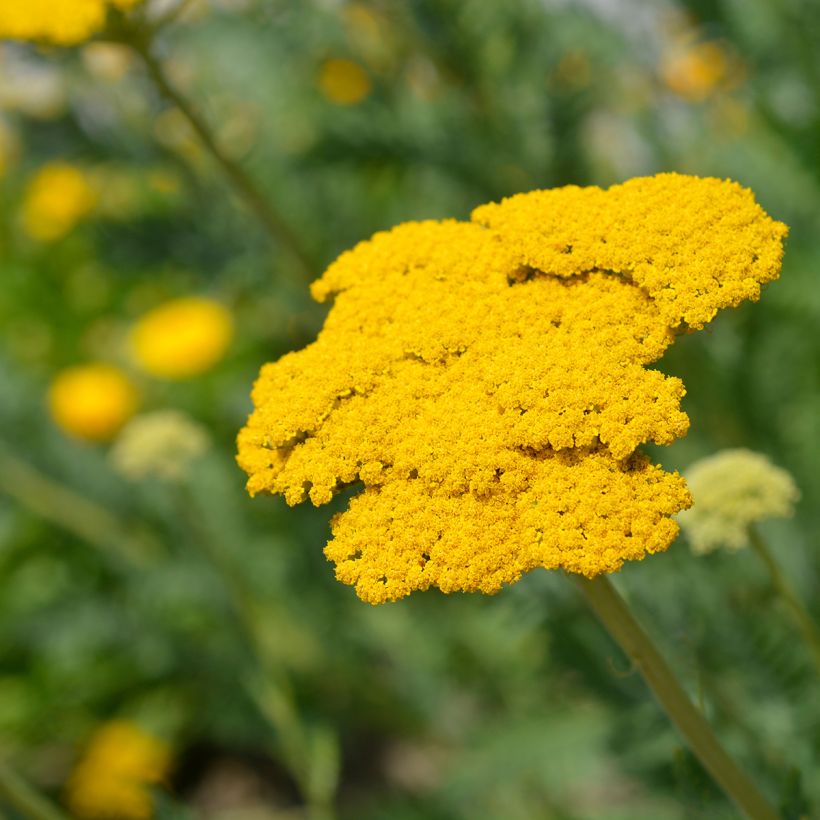 Achillea filipendulina Parker's Variety - Hohe Gelbe Schafgarbe (Flowering)