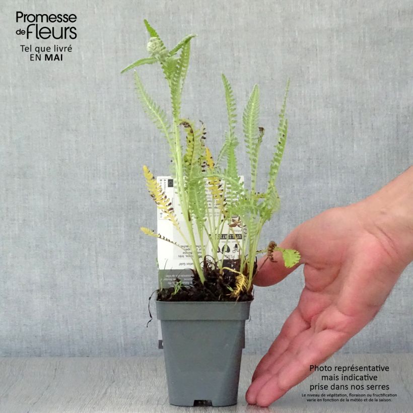 Exemplar von Achillea Coronation Gold - Filzige Schafgarbe Kleine Töpfe von 8/9 cm wie im Frühjahr geliefert