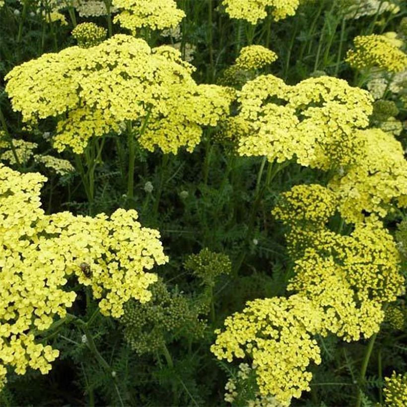 Achillea Credo - Filzige Schafgarbe (Flowering)