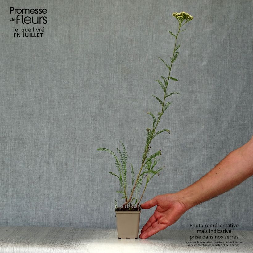 Exemplar von Achillea Credo - Filzige Schafgarbe Kleine Töpfe von 8/9 cm wie im Sommer geliefert