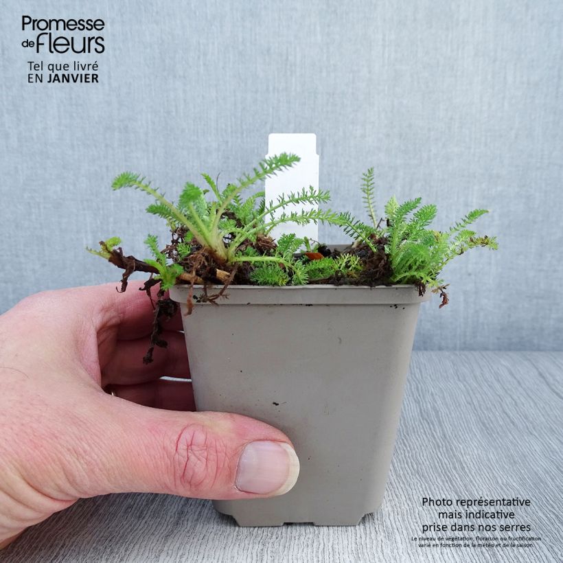 Example of Achillea millefolium Desert Eve Red - Gemeine Schafgarbe Kleine Töpfe von 7/8 cm as you get in hiver