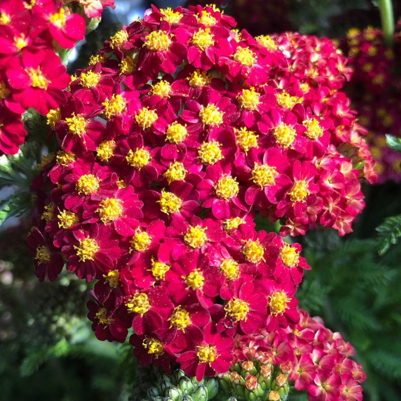 Achillea millefolium Desert Eve Red - Gemeine Schafgarbe (Flowering)