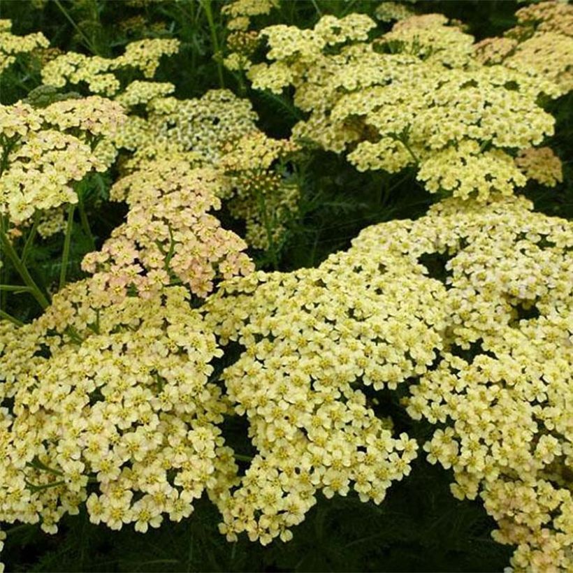 Achillea Hoffnung - Filzige Schafgarbe (Flowering)