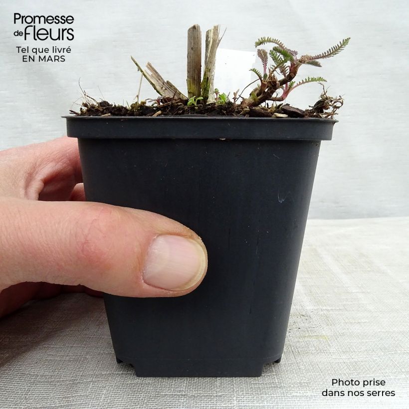 Exemplar von Achillea Hoffnung - Filzige Schafgarbe Kleine Töpfe von 8/9 cm wie im Frühjahr geliefert