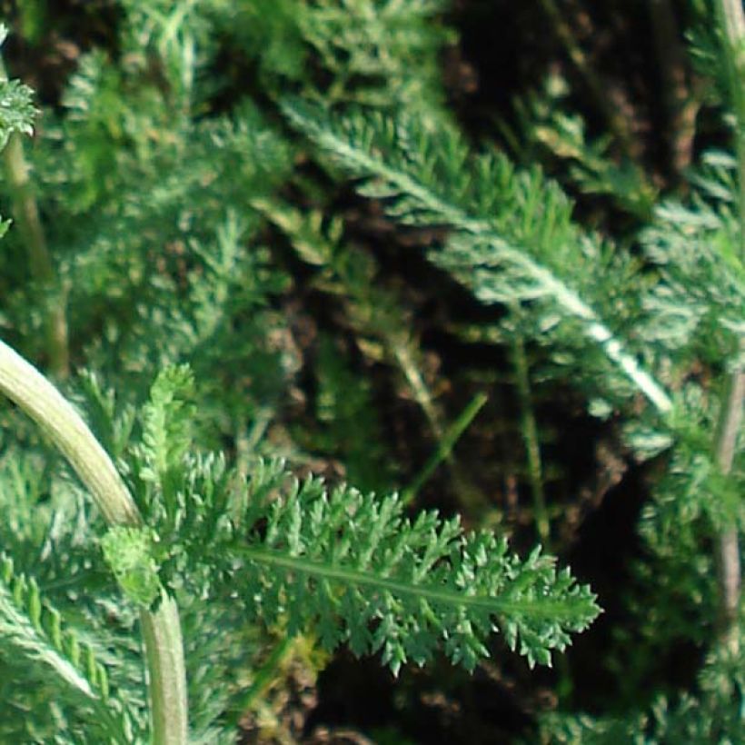 Achillea millefolium Salmon Beauty - Gemeine Schafgarbe (Foliage)