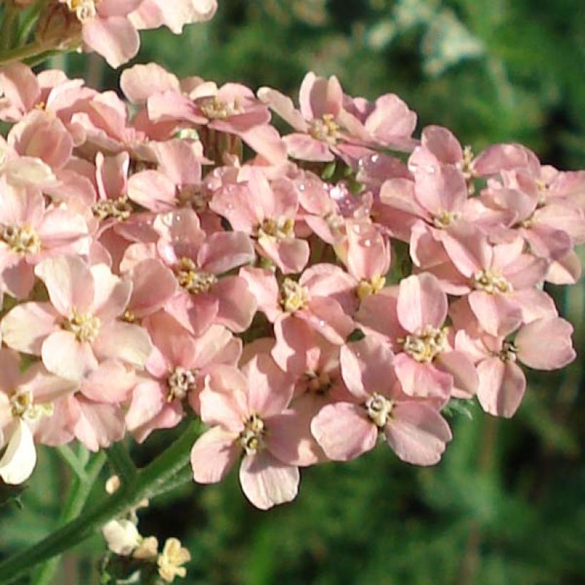 Achillea millefolium Salmon Beauty - Gemeine Schafgarbe (Flowering)