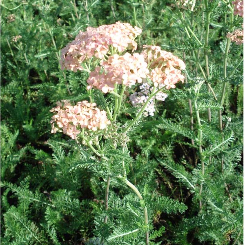 Achillea millefolium Salmon Beauty - Gemeine Schafgarbe (Plant habit)