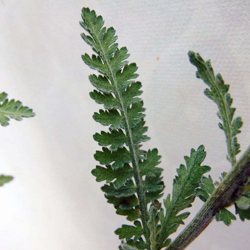 Achillea Moonshine - Filzige Schafgarbe (Foliage)