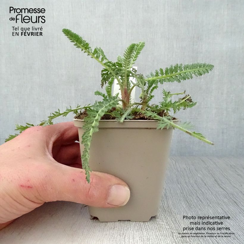 Exemplar von Achillea Moonshine - Filzige Schafgarbe Kleine Töpfe von 8/9 cm wie im Winter geliefert