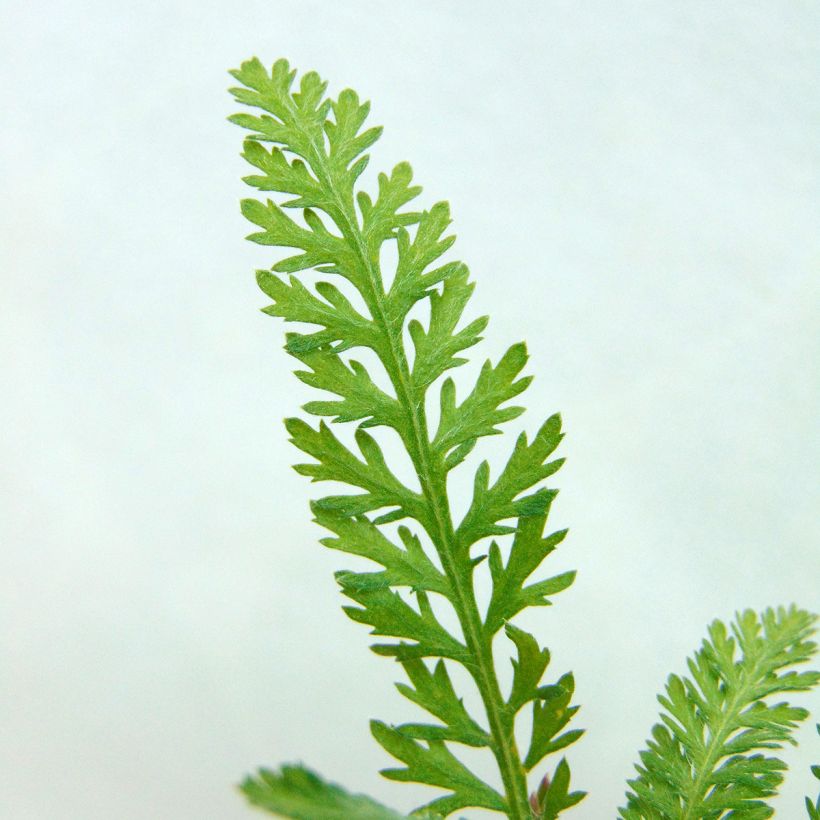Achillea millefolium Walter Funcke - Gemeine Schafgarbe (Foliage)