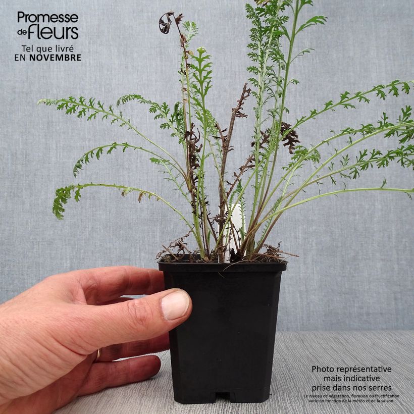 Example of Achillea millefolium Walter Funcke - Gemeine Schafgarbe Kleine Töpfe von 8/9 cm as you get in automne