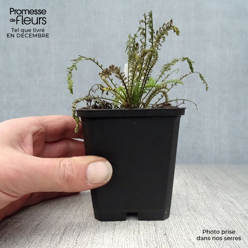 Exemplar von Achillea millefolium Walter Funcke - Gemeine Schafgarbe Kleine Töpfe von 8/9 cm wie im Winter geliefert