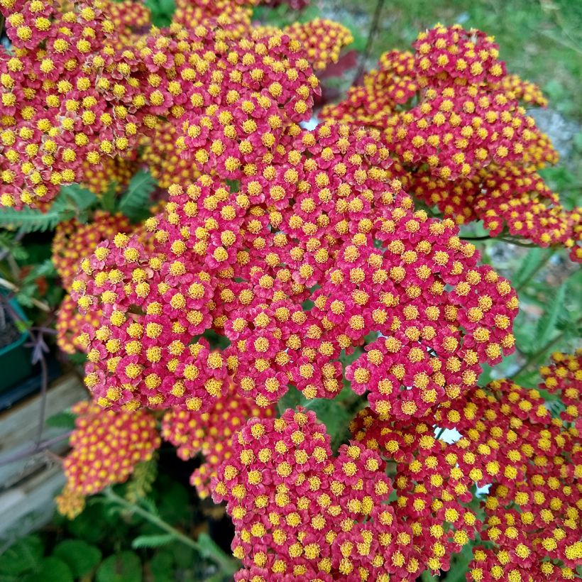 Achillea millefolium Walter Funcke - Gemeine Schafgarbe (Flowering)