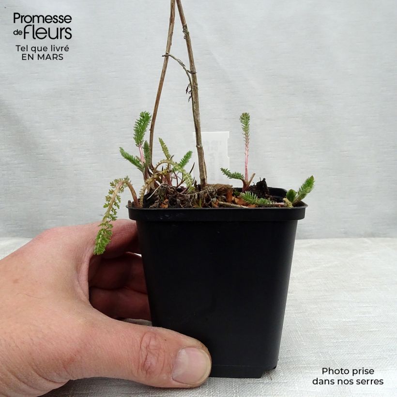 Exemplar von Achillea filipendulina Helios - Hohe Gelbe Schafgarbe Kleine Töpfe von 8/9 cm wie im Winter geliefert