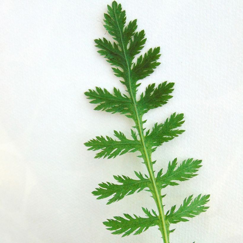 Achillea fillipendulina Cloth of Gold - Hohe Gelbe Schafgarbe (Foliage)