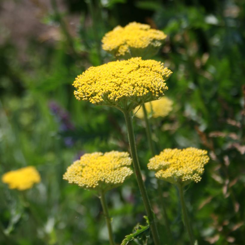 Achillea fillipendulina Cloth of Gold - Hohe Gelbe Schafgarbe (Flowering)