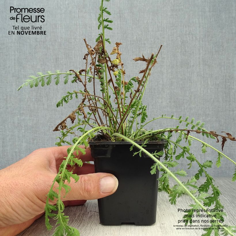 Example of Achillea filipendulina Golden Plate - Hohe Gelbe Schafgarbe Kleine Töpfe von 7/8 cm as you get in automne