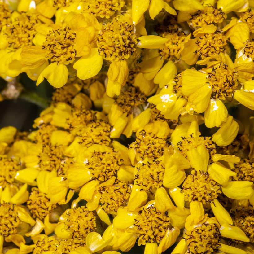 Achillea tomentosa Aurea - Filzige Schafgarbe (Flowering)