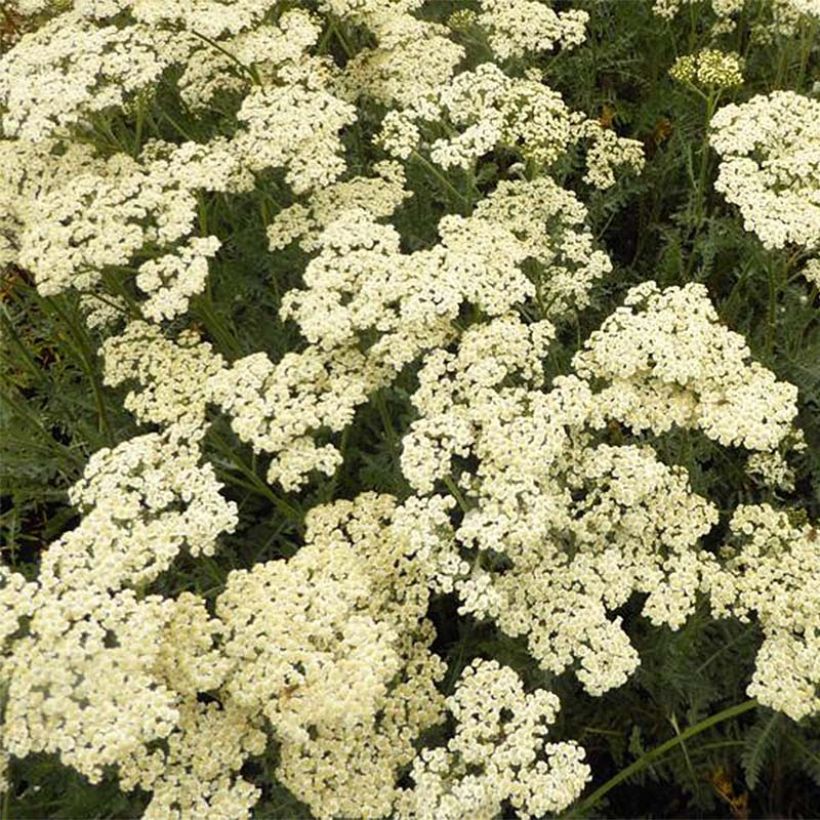 Achillea millefolium Alabaster - Gemeine Schafgarbe (Flowering)