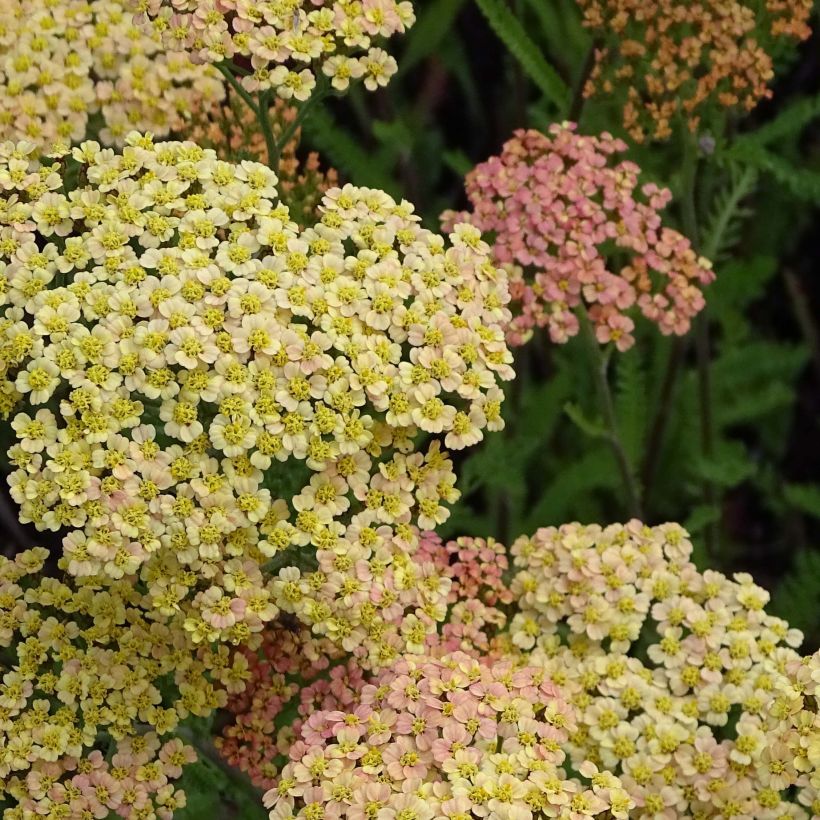 Achillea millefolium Hannelore Pahl - Gemeine Schafgarbe (Flowering)