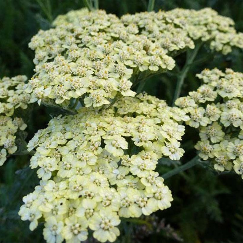 Achillea millefolium Hymne - Gemeine Schafgarbe (Flowering)