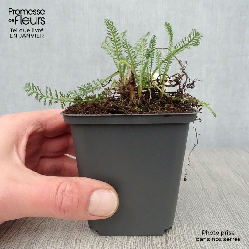 Exemplar von Achillea millefolium Hymne - Gemeine Schafgarbe Kleine Töpfe von 8/9 cm wie im Winter geliefert