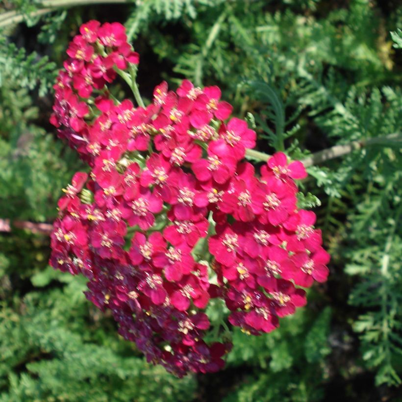Achillea millefolium Lachsschönheit - Gemeine Schafgarbe (Flowering)