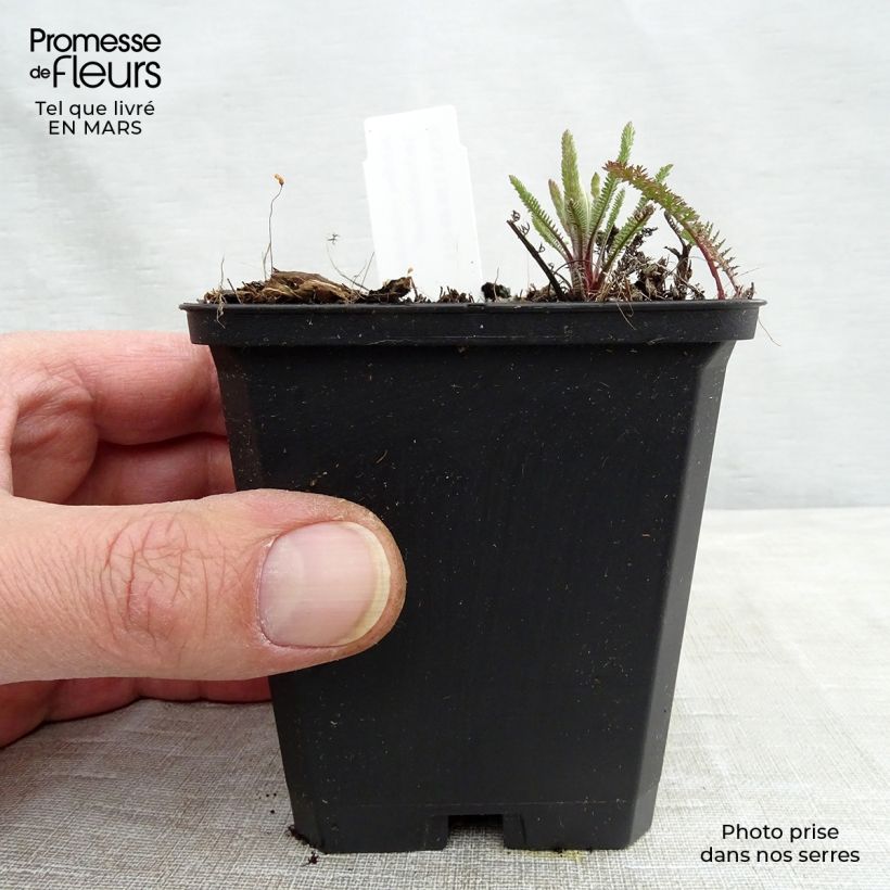 Exemplar von Achillea millefolium Lachsschönheit - Gemeine Schafgarbe Kleine Töpfe von 8/9 cm wie im Winter geliefert