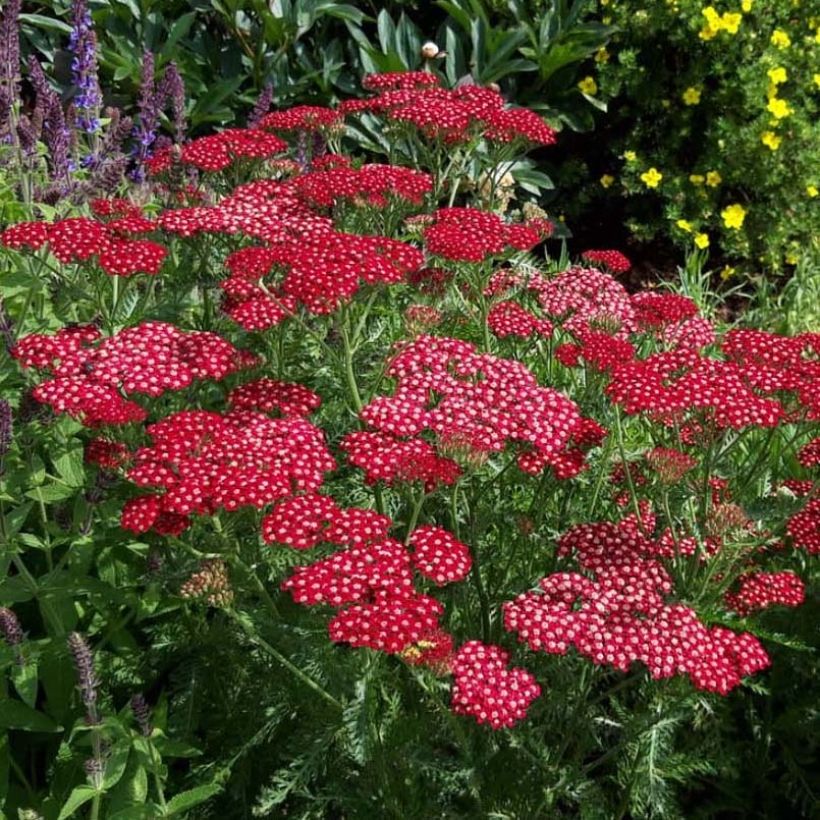 Achillea millefolium Peggy Sue - Gemeine Schafgarbe (Flowering)