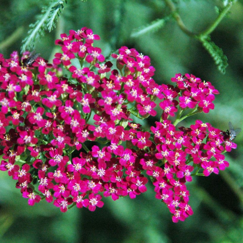 Achillea millefolium Red Beauty - Gemeine Schafgarbe (Flowering)