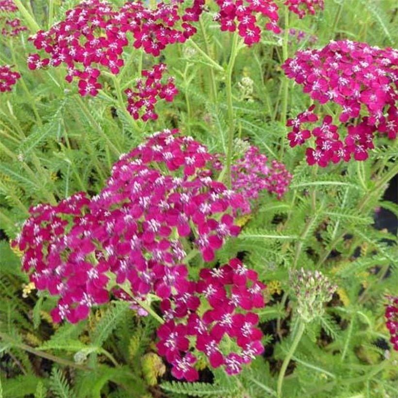 Achillea millefolium Sammetriese - Gemeine Schafgarbe (Flowering)