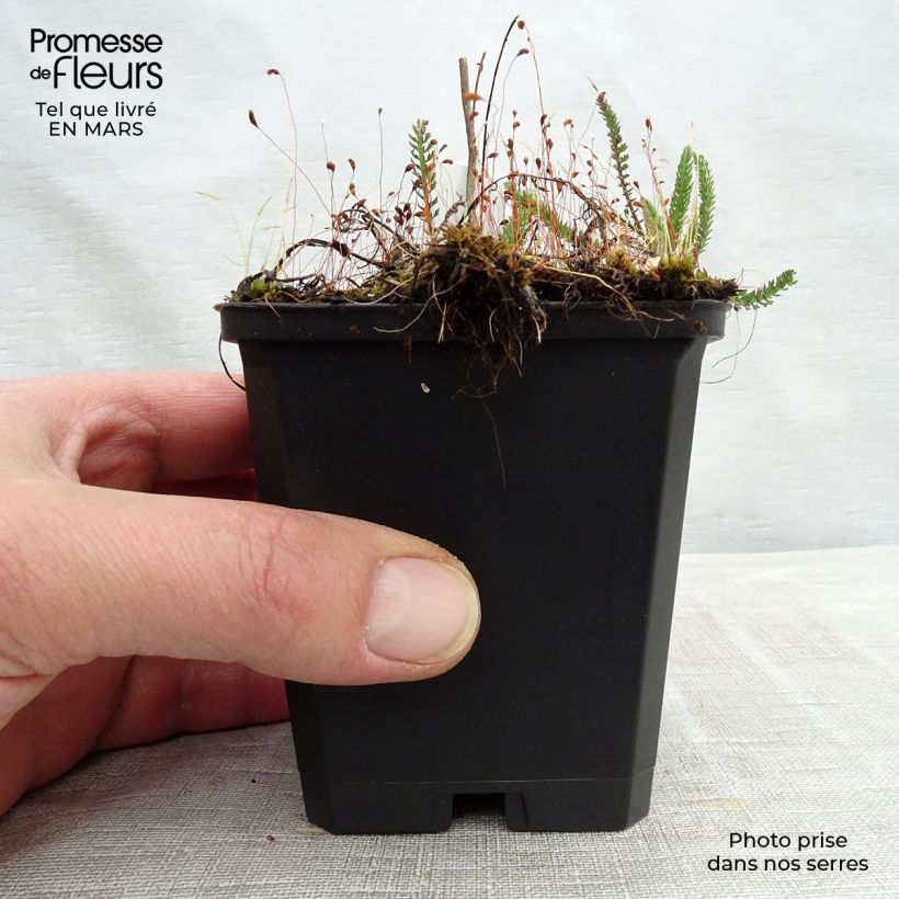 Exemplar von Achillea millefolium Sammetriese - Gemeine Schafgarbe Kleine Töpfe von 8/9 cm wie im Winter geliefert