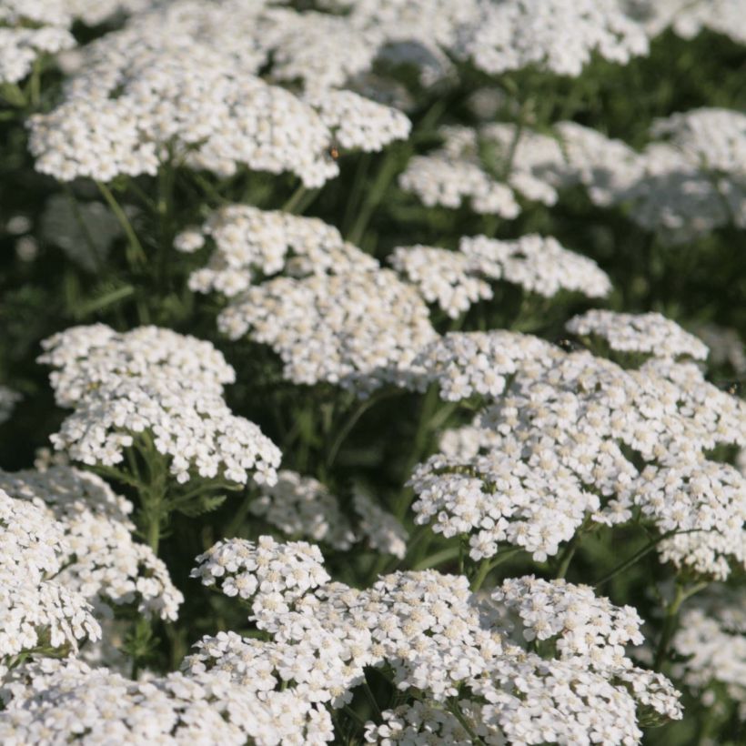 Achillea millefolium Schneetaler - Gemeine Schafgarbe (Flowering)