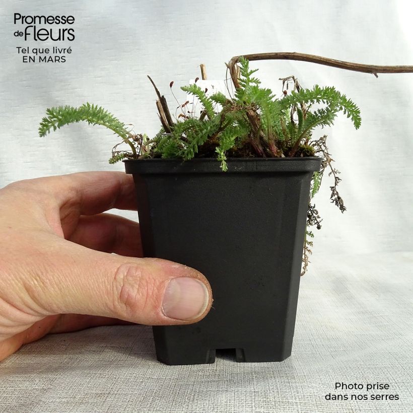 Exemplar von Achillea millefolium Schneetaler - Gemeine Schafgarbe Kleine Töpfe von 8/9 cm wie im Frühjahr geliefert