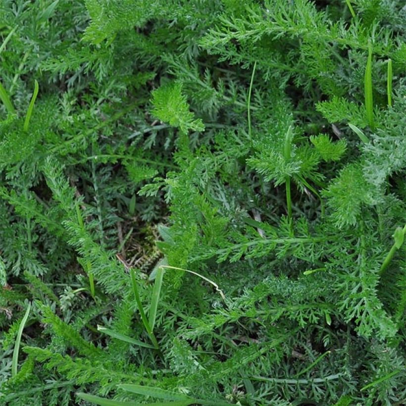 Achillea millefolium Wesersandstein - Gemeine Schafgarbe (Foliage)