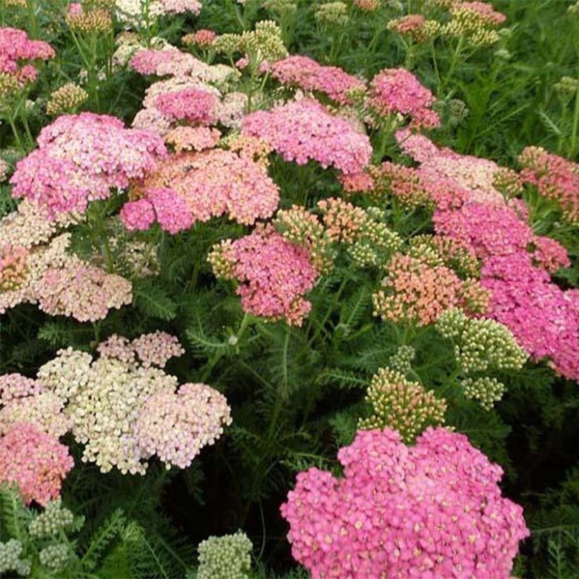 Achillea millefolium Wesersandstein - Gemeine Schafgarbe (Flowering)