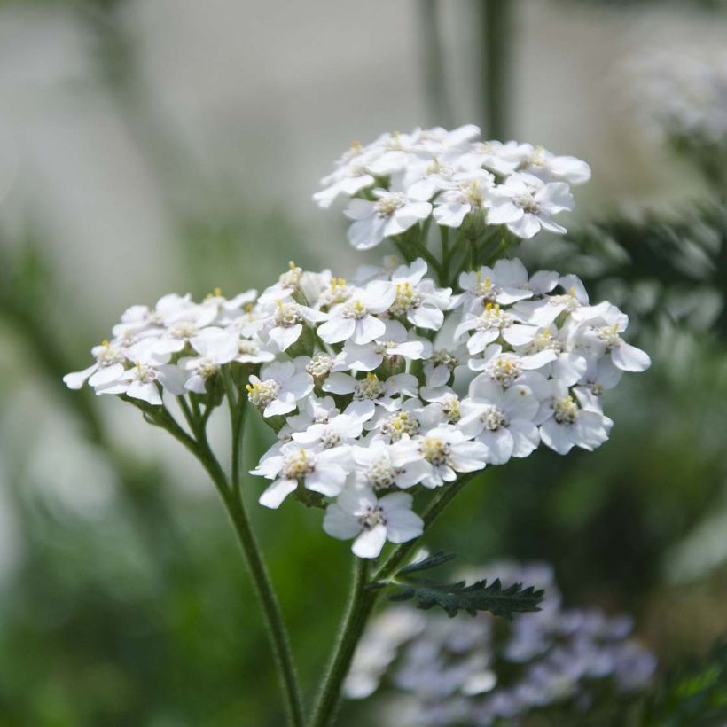 Achillea millefolium White Beauty - Gemeine Schafgarbe (Flowering)