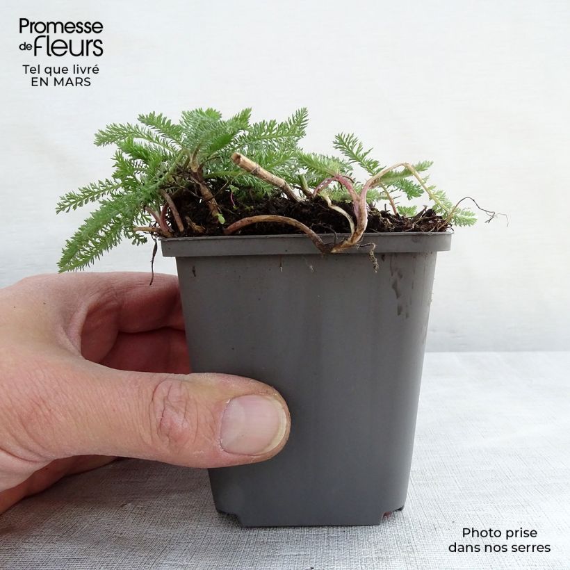 Exemplar von Achillea millefolium White Beauty - Gemeine Schafgarbe Kleine Töpfe von 8/9 cm wie im Winter geliefert