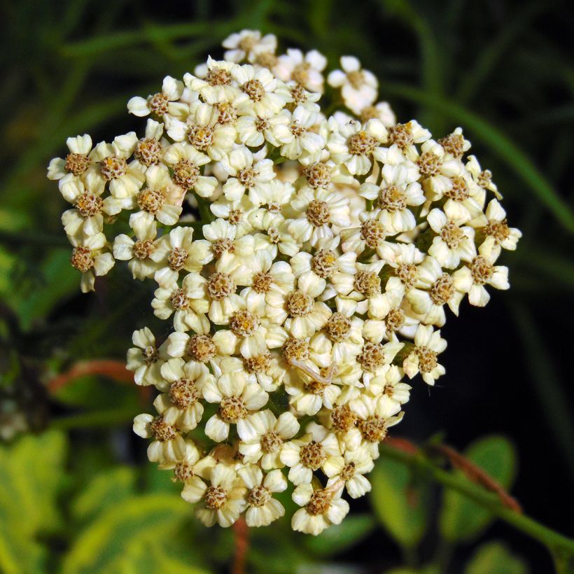 Achillea millefolium Apfelblute - Gemeine Schafgarbe (Flowering)