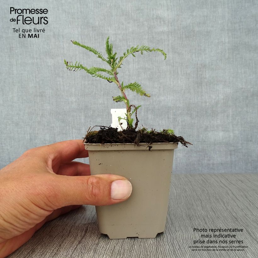 Exemplar von Achillea millefolium Apfelblute - Gemeine Schafgarbe Kleine Töpfe von 8/9 cm wie im Frühjahr geliefert