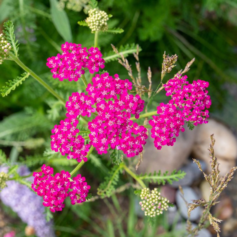 Achillea millefolium Cerise Queen - Gemeine Schafgarbe (Flowering)