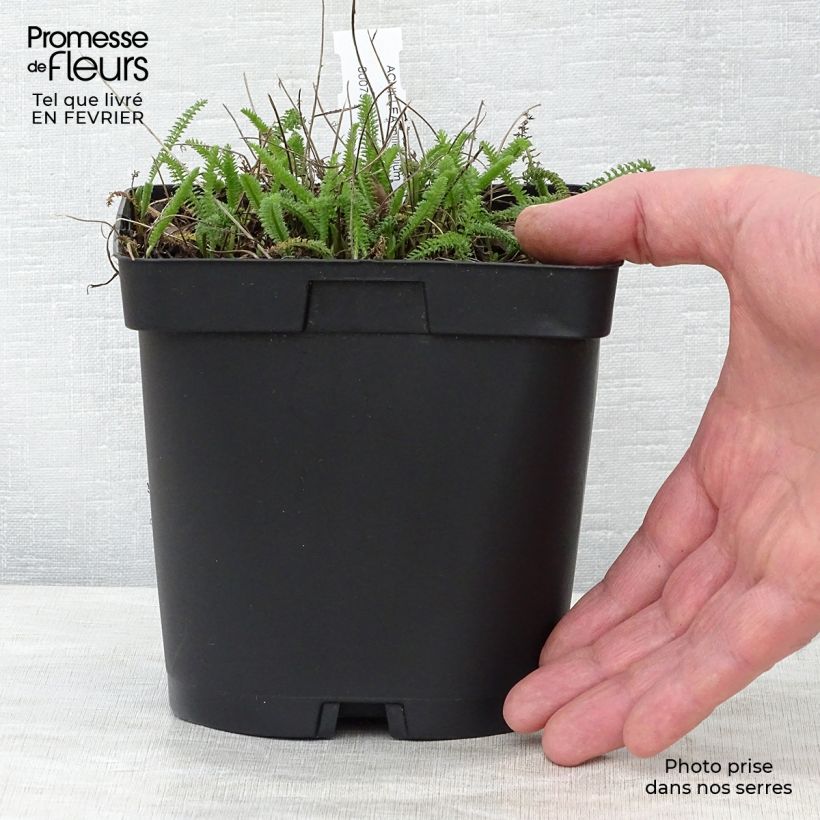 Exemplar von Achillea millefolium Cerise Queen - Gemeine Schafgarbe Topf mit 2L/3L wie im Winter geliefert