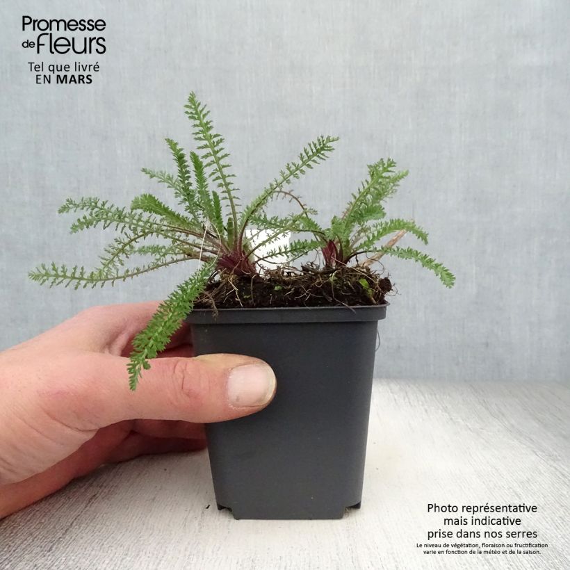 Exemplar von Achillea millefolium Excel - Gemeine Schafgarbe Kleine Töpfe von 8/9 cm wie im Frühjahr geliefert