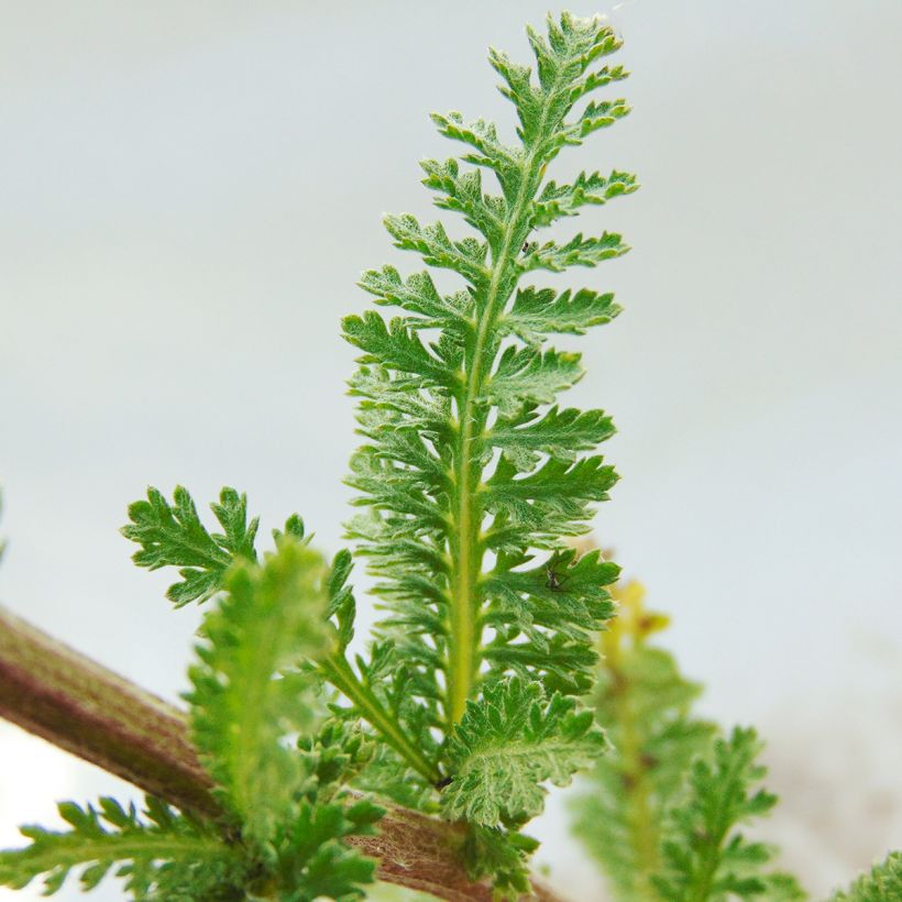 Achillea millefolium Heinrich Vogeler - Gemeine Schafgarbe (Foliage)