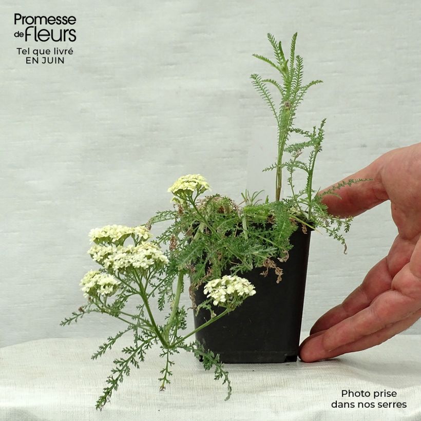 Example of Achillea millefolium Hella Glashoff - Gemeine Schafgarbe Kleine Töpfe von 8/9 cm as you get in ete