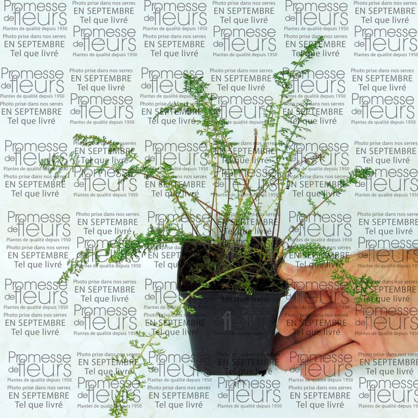 Example of Achillea millefolium Jacqueline - Gemeine Schafgarbe Kleine Töpfe von 8/9 cm as you get