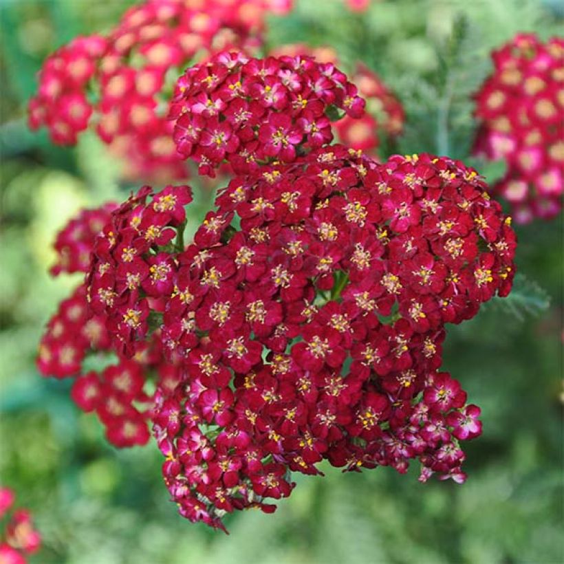 Achillea millefolium Laura - Gemeine Schafgarbe (Flowering)