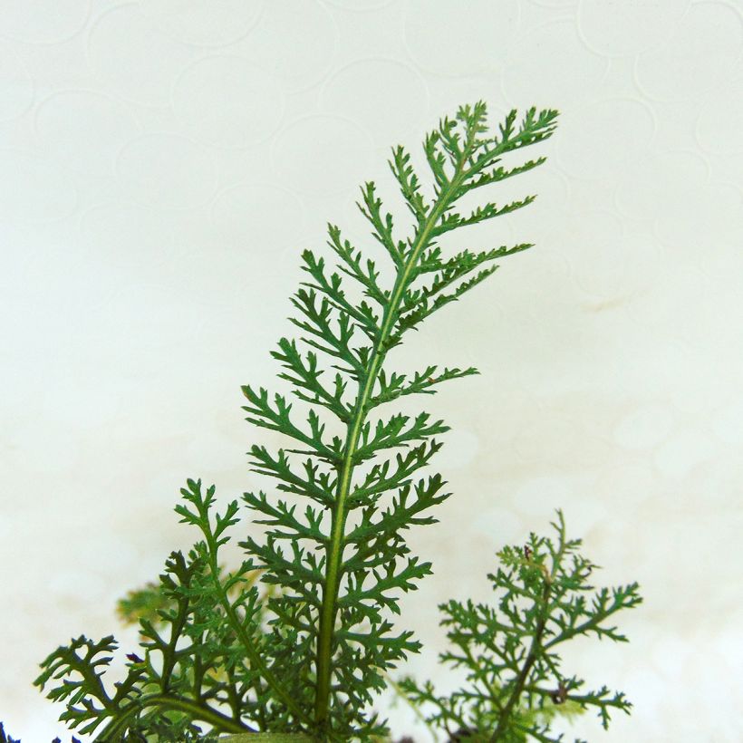Achillea millefolium Lilac Beauty - Gemeine Schafgarbe (Foliage)