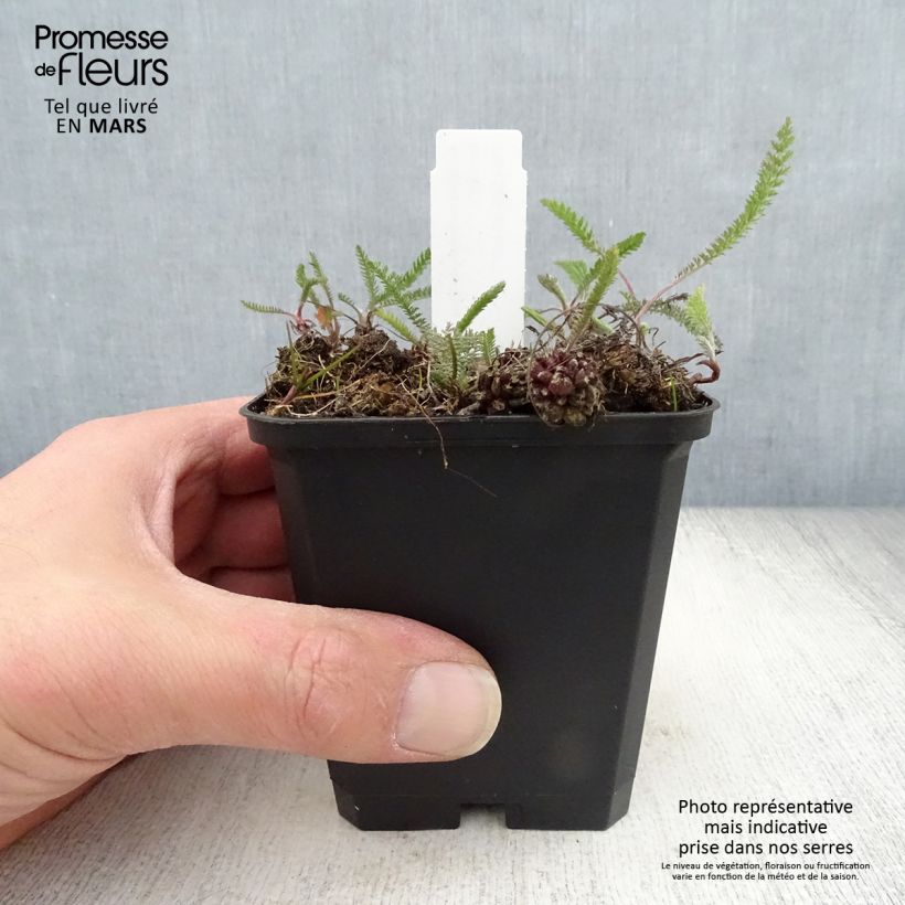 Exemplar von Achillea millefolium Lilac Beauty - Gemeine Schafgarbe Kleine Töpfe von 8/9 cm wie im Frühjahr geliefert