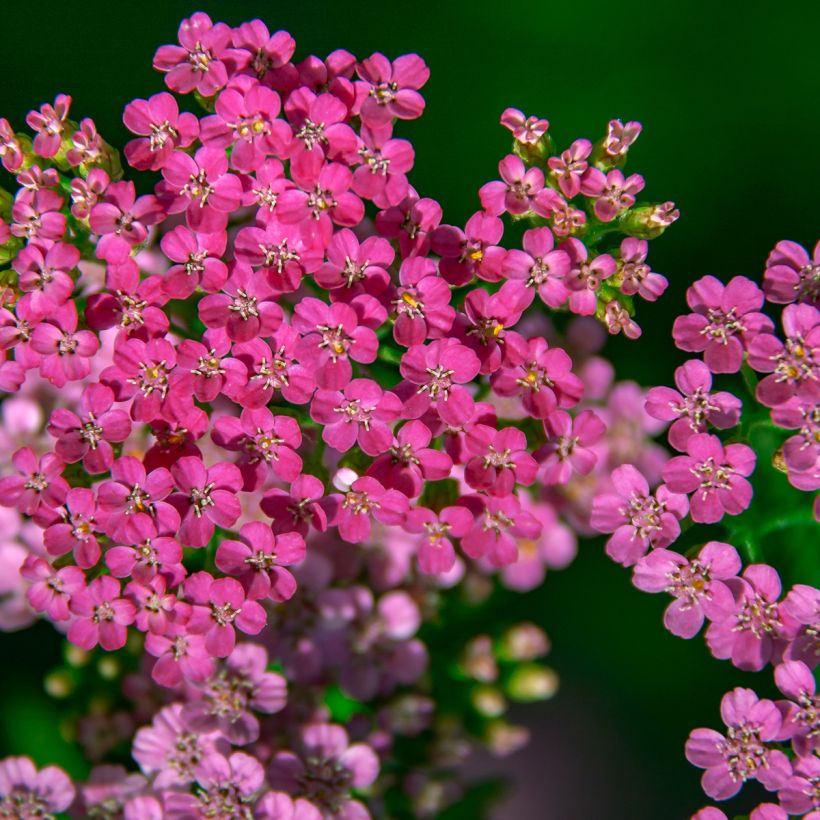Achillea millefolium Lilac Beauty - Gemeine Schafgarbe (Flowering)
